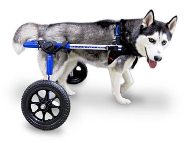 handicapped pets dog wheelchair pet product
